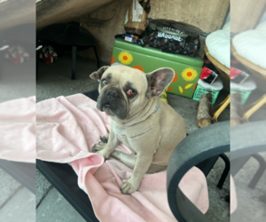 Petals - Female French Bulldog Dog for Adoption - Photo #2