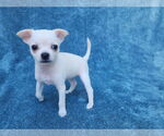 Small Photo #12 Chihuahua-Unknown Mix Puppy For Sale in San Francisco, CA, USA
