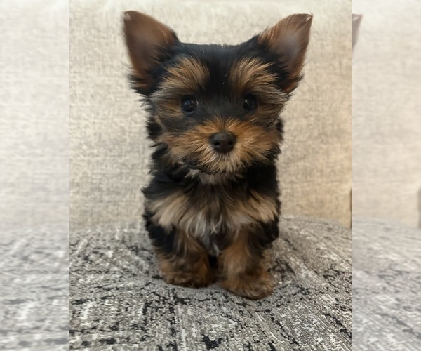 Medium Photo #9 Yorkshire Terrier Puppy For Sale in SAN ANTONIO, TX, USA