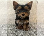 Small #8 Yorkshire Terrier