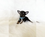 Small #4 Chihuahua