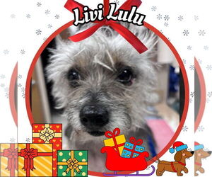 Mutt Dogs for adoption in San Antonio, TX, USA