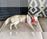 Small Photo #119 Pomsky Puppy For Sale in LOVELAND, CO, USA