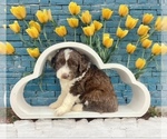 Puppy Elodie Aussiedoodle Miniature