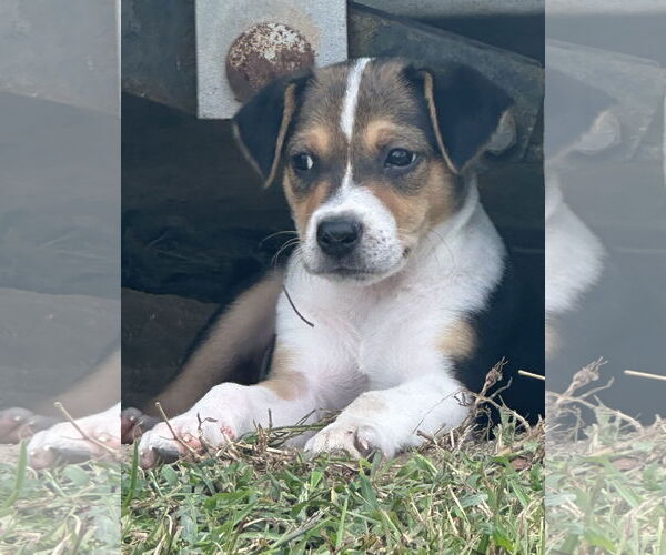 Medium Photo #5 Labrador Retriever-Unknown Mix Puppy For Sale in Garner, NC, USA