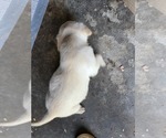 Small #17 Labrador Retriever