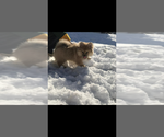 Small Photo #3 Pomeranian-Pomsky Mix Puppy For Sale in BOSTON, MA, USA