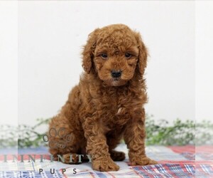 Goldendoodle Puppy for sale in EAST EARL, PA, USA