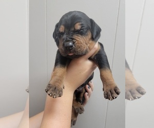 Catahoula Leopard Dog Puppy for sale in Fostoria, MI, USA