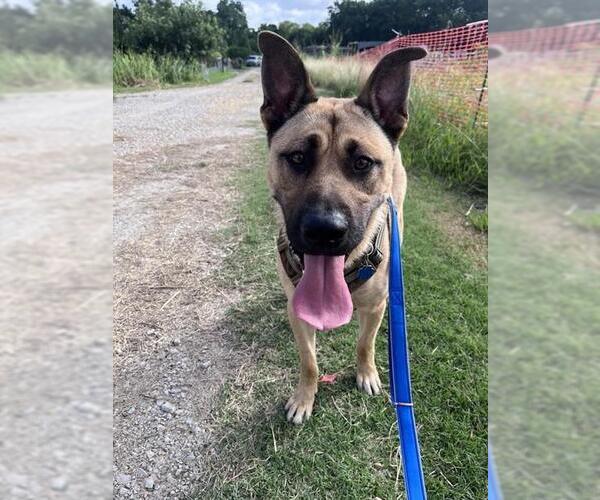 Medium Photo #4 German Shepherd Dog-Unknown Mix Puppy For Sale in Plano, TX, USA