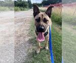 Small #3 German Shepherd Dog Mix
