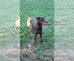 Small #1 Doberman Pinscher