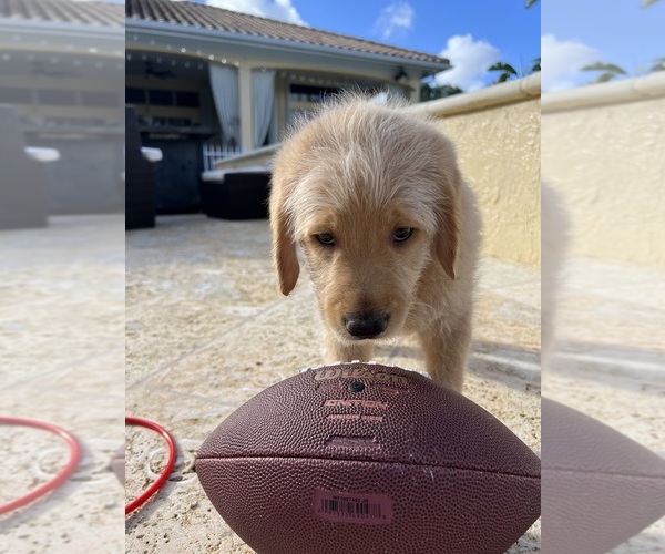 Medium Photo #7 Labradoodle Puppy For Sale in FORT LAUDERDALE, FL, USA