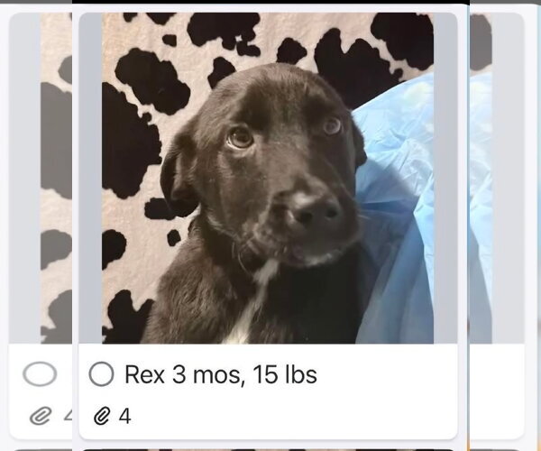 Medium Photo #1 Labrador Retriever-Unknown Mix Puppy For Sale in Croydon, NH, USA