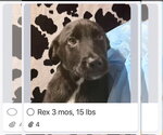Small Labrador Retriever Mix