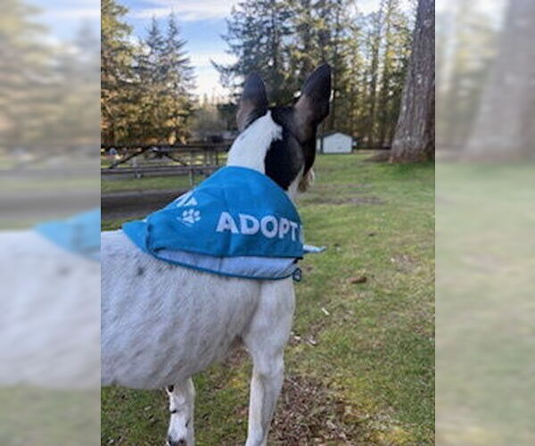 Medium Photo #6 Rat Terrier Puppy For Sale in Bellevue, WA, USA