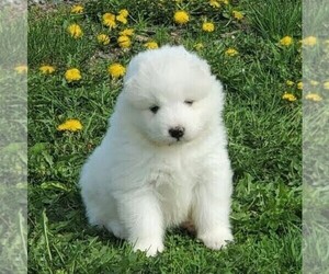 Samoyed Puppy for sale in WITHEE, WI, USA