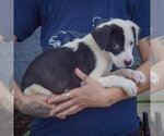 Small Photo #3 American Staffordshire Terrier-Border Collie Mix Puppy For Sale in Huntley, IL, USA