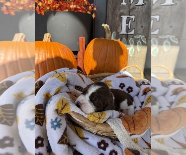 Medium Photo #5 English Springer Spaniel Puppy For Sale in SHERMAN, TX, USA