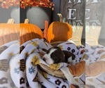 Small #4 English Springer Spaniel