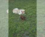 Small #14 Labrador Retriever