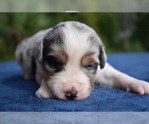 Miniature Australian Shepherd Puppy for sale in PALM COAST, FL, USA