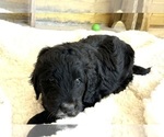 Small Photo #6 Goldendoodle Puppy For Sale in DUNDEE, OH, USA