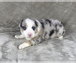 Puppy Boy Four Australian Shepherd