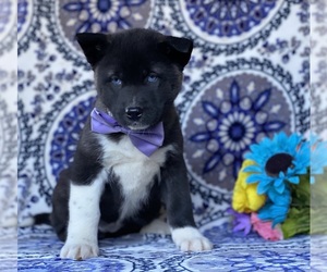 Akita-Siberian Husky Mix Puppy for sale in LANCASTER, PA, USA