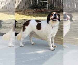 Cocker Spaniel-Unknown Mix Dogs for adoption in Fort Worth, TX, USA