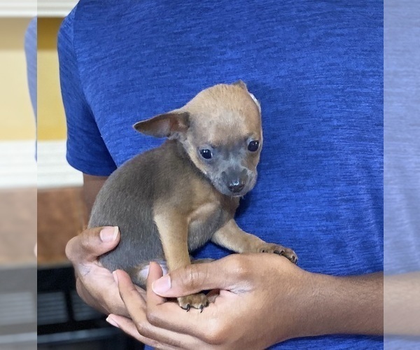 Medium Photo #2 Chihuahua Puppy For Sale in FLOWOOD, MS, USA