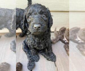 Goldendoodle Puppy for sale in DACULA, GA, USA