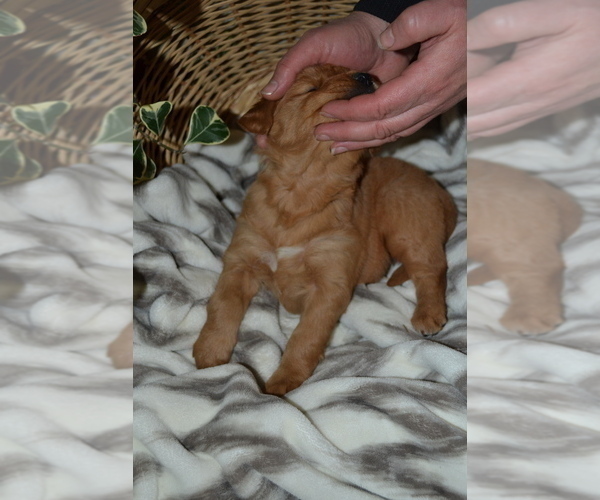 Medium Photo #2 Golden Retriever Puppy For Sale in GREENWOOD, WI, USA