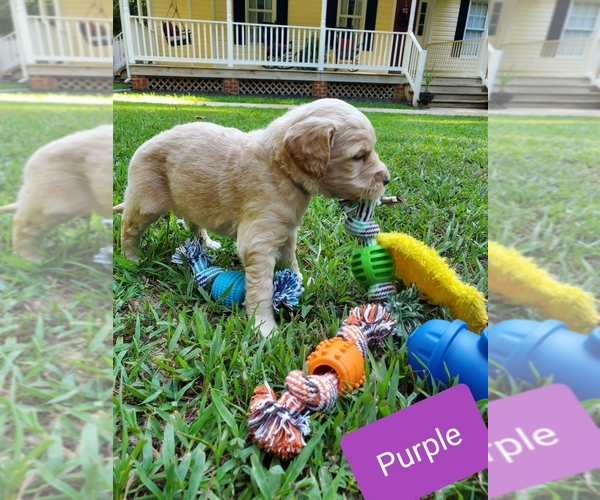 Medium Photo #8 Goldendoodle Puppy For Sale in MACON, VA, USA