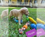 Small Photo #8 Goldendoodle Puppy For Sale in MACON, VA, USA