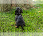 Small Photo #13 Dachshund Puppy For Sale in BREMEN, IN, USA