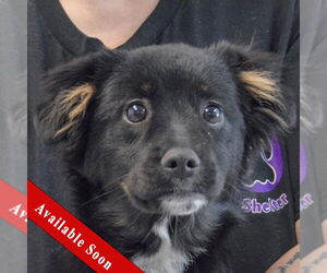 Border-Aussie Dogs for adoption in Huntley, IL, USA
