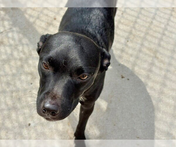 Medium Photo #1 Mutt Puppy For Sale in Tulsa, OK, USA