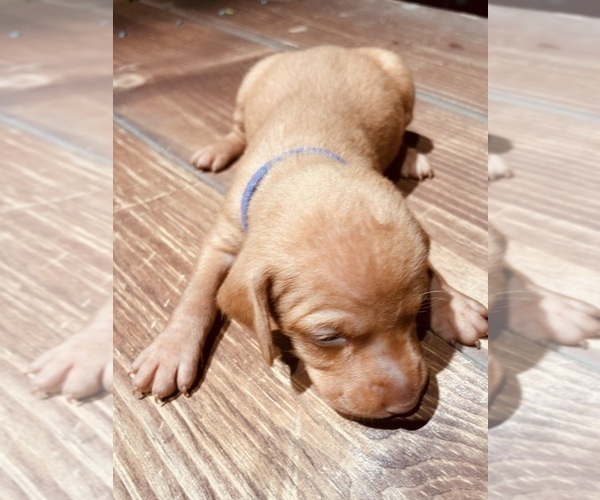 Medium Photo #1 Vizsla Puppy For Sale in AGUA DULCE, CA, USA