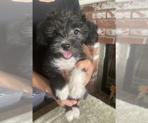 Shorkie Tzu Puppy for sale in MORENO VALLEY, CA, USA