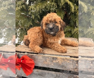 Whoodle (Miniature) Puppy for sale in MIDDLEBURY, IN, USA