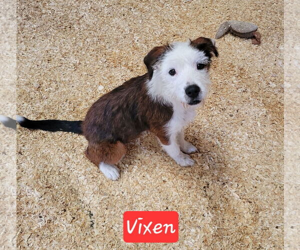 Medium Photo #1 Mutt Puppy For Sale in Granbury, TX, USA