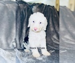 Small Photo #15 Sheepadoodle Puppy For Sale in CORYDON, IN, USA