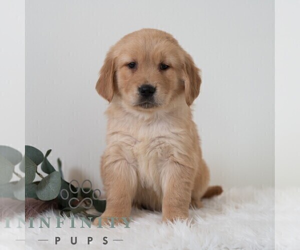 Medium Photo #7 Golden Retriever Puppy For Sale in NEWPORT, PA, USA