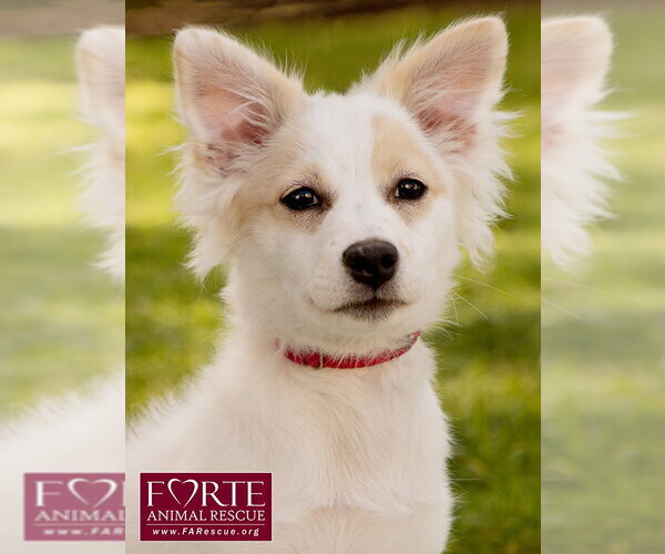 Medium Photo #1 American Eskimo Dog-Colonial Cocker Spaniel Mix Puppy For Sale in Marina del Rey, CA, USA