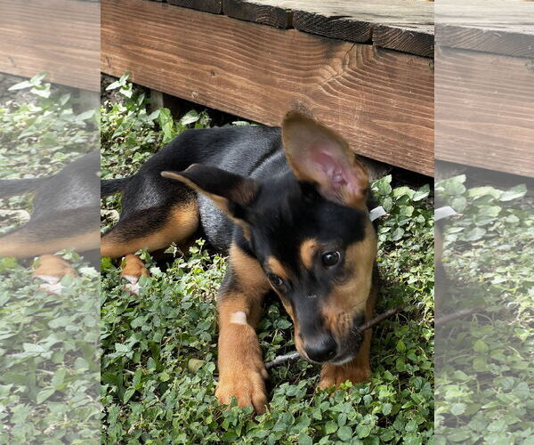 Medium Photo #2 Mutt Puppy For Sale in Euless, TX, USA
