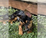 Small #1 Mutt