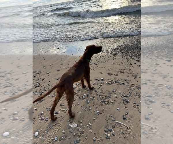 Medium Photo #1 Irish Setter Puppy For Sale in SOUTH HAVEN, MI, USA
