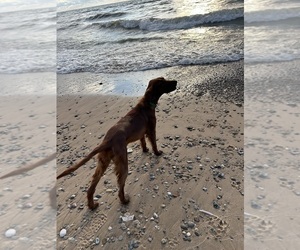 Irish Setter Puppy for sale in SOUTH HAVEN, MI, USA