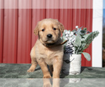 Puppy Blair Golden Retriever